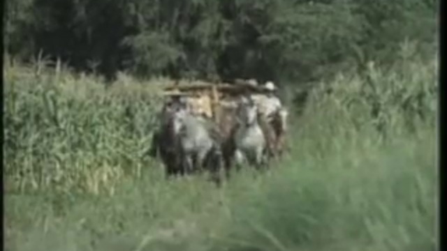 Palomas que Andan Volando, Antonio Aguilar