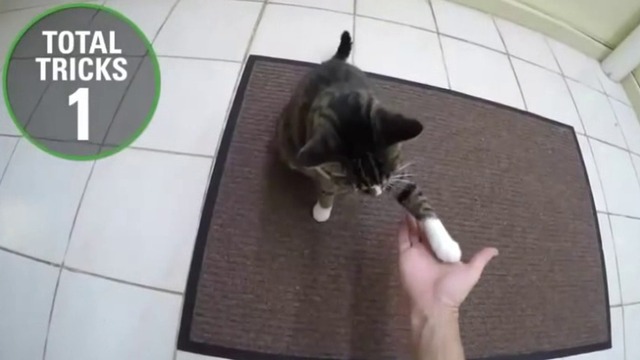 Котка прави 20 трикa за минута - световен рекорд за Книгата  на Гинес