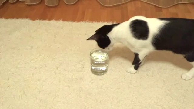 Котка и газирана вода