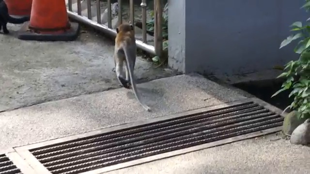 Маймуна и котка си играят