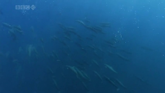 Делфините - Ангелите на океана
