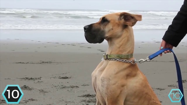 Топ 10  : Най- Силните Кучета в Света