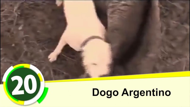 Топ 20 : Най- Опасните Кучета в Света