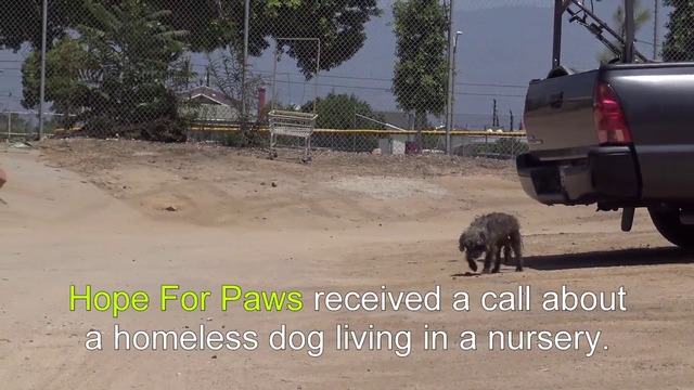 Сърце пълно с добрина! Те спасяват куче изпаднало в беда и малко бебе кутре