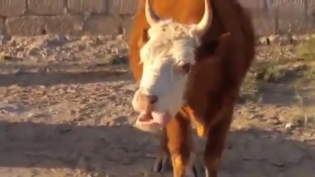 Свещената крава коментира последните събития