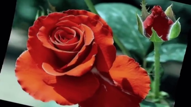 Дует Шик Пет червени рози