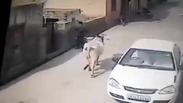 Когато една крава не е в настроение !