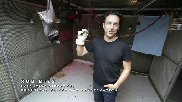 Пазете прилепите * Батман срещу Супермен: Зората на справедливостта * Batman v Superman = BvS extras #11. Save The Bats