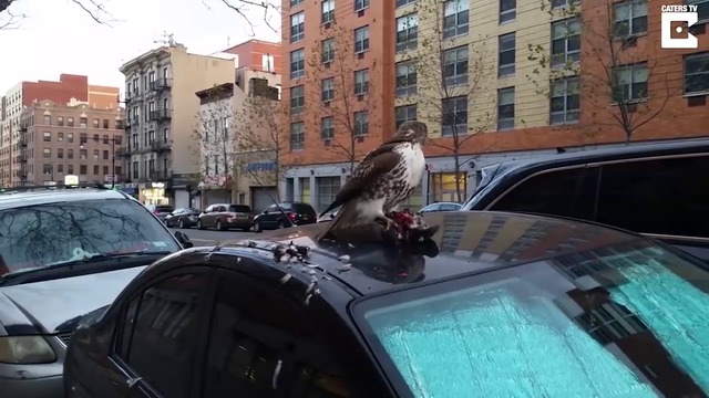 Ястреб обядва  на автомобил в центъра на Ню Йорк