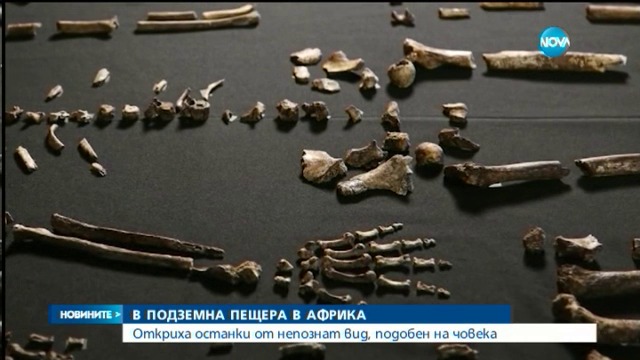 Учени са открили нови човекоподобни видове