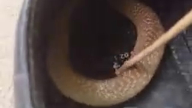 Ето защо си гледаш обувките, преди да ги сложиш.