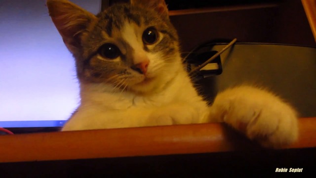 Котенца си играят с коледна елха