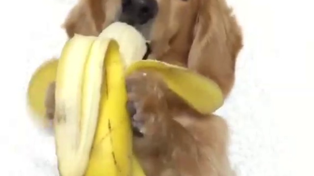 Куче яде  банан