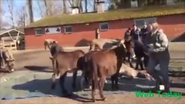 Наистина  ли вярваш, че животните нямат чуства!? тези магарета скърбят за приятеля си, който си отиде.