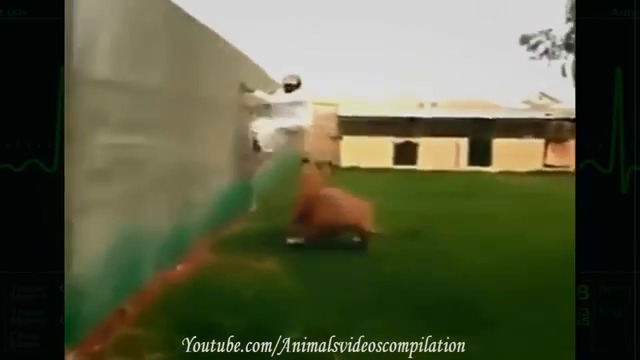 Funny animals videos - Funny Goat, Sheep, Ostrich, Attack human 2016 - Funniest Moments