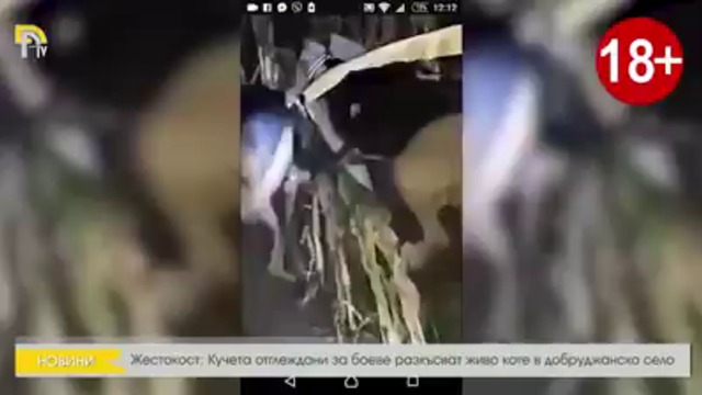 Жестокост. Кучета  отглеждани за боеве разкъсват живо коте. ВНИМАНИЕ:  18+