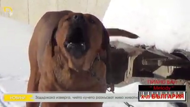 Задържаха изверга, чийто  Кучета разкъсват живо животно в видеоклип