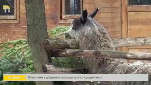 Животните Добричкия зоопарк хрупат коледни  елхи.