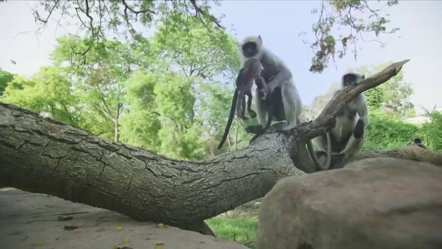 Маймуни оплакват кученце робот, след  неговата '' смърт ''