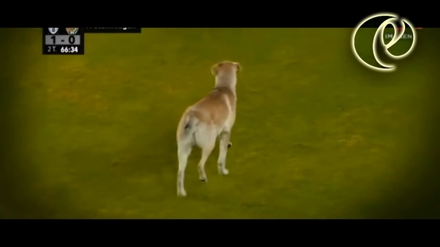 Куче и котка прекъснаха мач от шампионата на Мексико