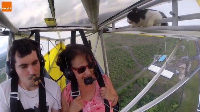 Коте в полет