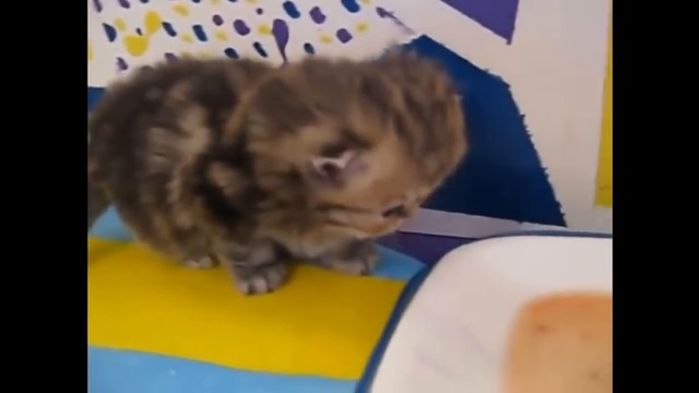 ---Смешни Животински Клипове За Деца Сладко Коте Смешни Котки Видеоклипове YouTube Смешно Животински К