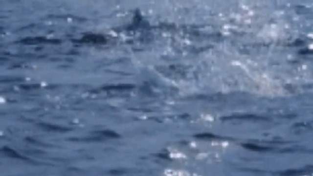 Band Odessa - Дельфины,ураган...