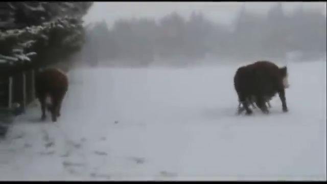 Крави върху лед - фигурно пързаляне
