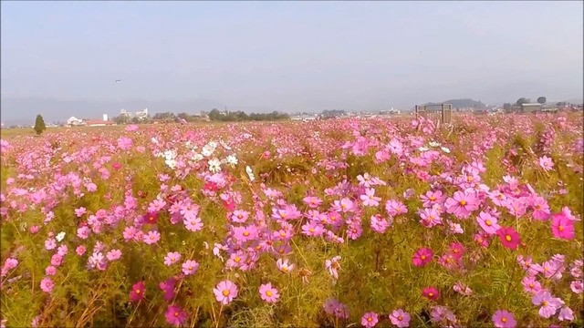 Тебя ЦЕЛУЮ как в ПЕРВЫЙ раз