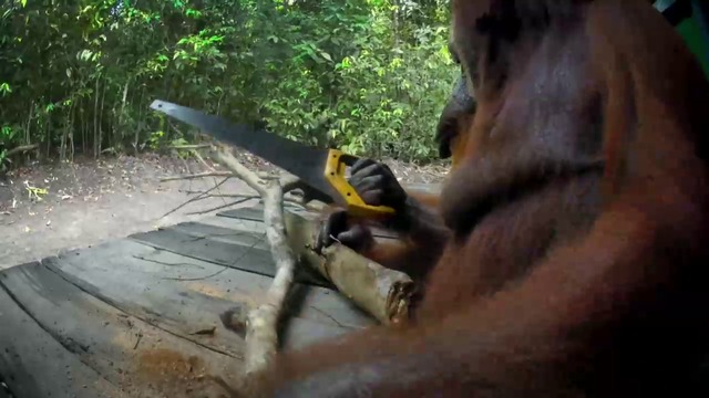 Женски орангутан реже клон с трион .
