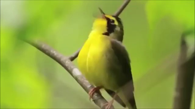 Frеdеric Chopin - Spring Waltz