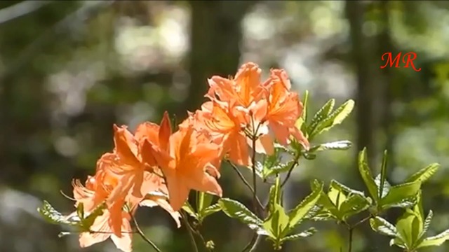 Гела Чорный - Ты Не Пришла