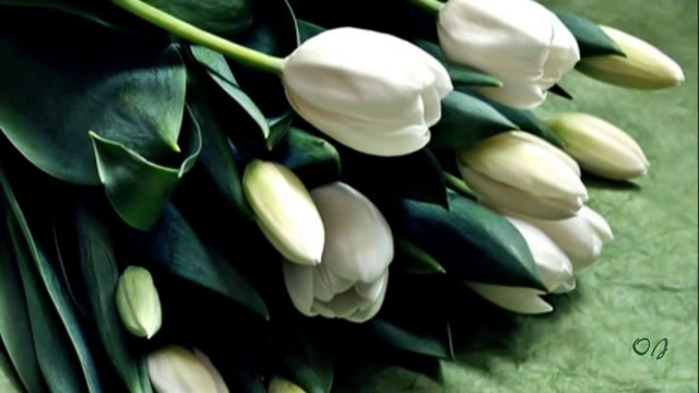 Giovanni Marradi - Petite Fleur - ( White tulips )