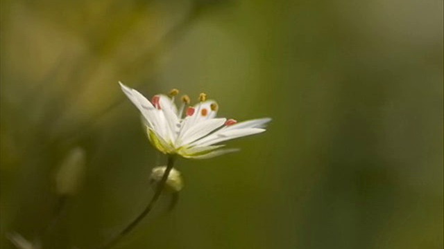 Rita Forte - Aria e liberta