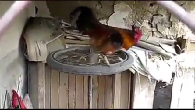 Бягаща пътека