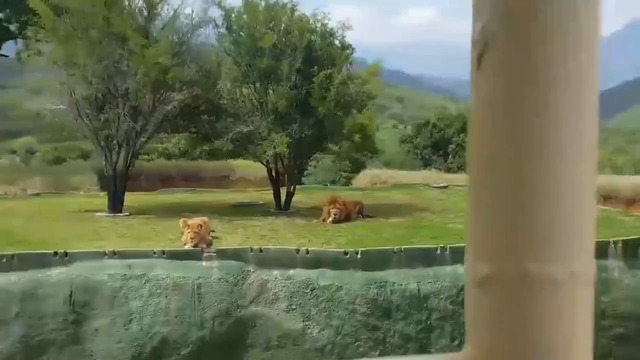 Лъвица се опитва да атакува туристи в сафари парк