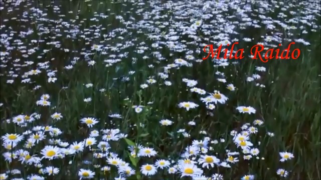 ШАНСОН 💐🌷Скромный, но Прекрасный💐🌷 💐 Мне очень нравится