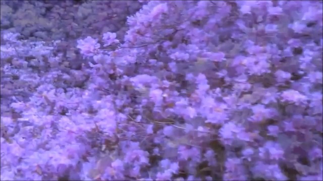 ГЕЛА ЧЕРНЫЙ   -    ШАНСОН Грузинский Красивые  Песни