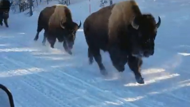 Среща със стадо бизони