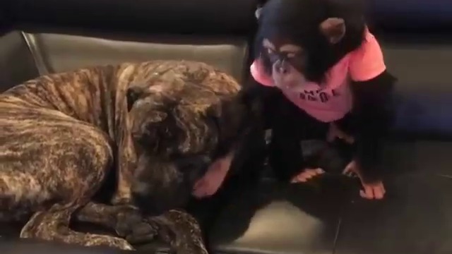 Голямото приятелство между два индивида