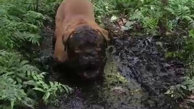 Страхотия.Баскервилското куче