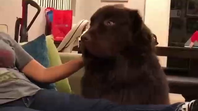 Куче приема извинение от стопанката си