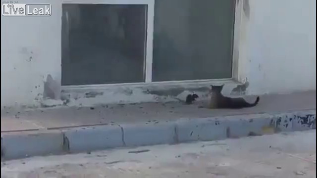 Старият Том, щастливия  Джери