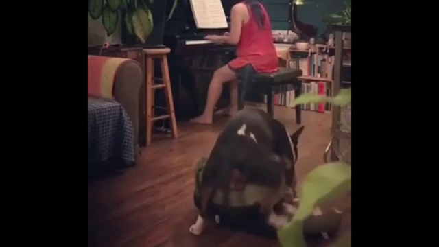 МУЗИКАТА ГО ВЪЗБУДИ.......ПОЛУДЯ