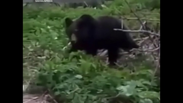 Към женски пикник неочаквано се присъедини мечка