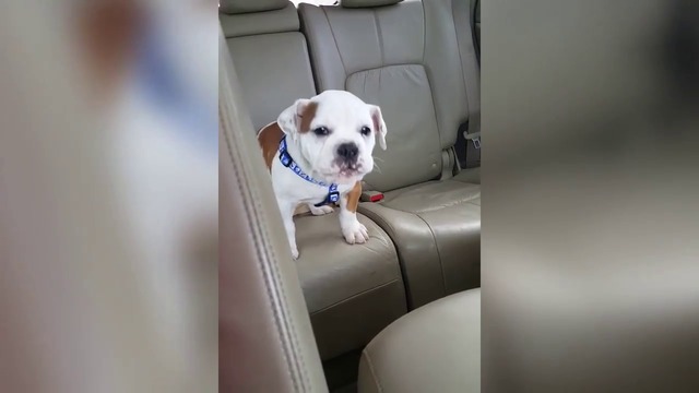 НЕ МОЖЕ ДА ЛАЕ А СЕ ПРАВИ НА СТРАШНО