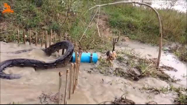 КАК СЕ ХВАЩА ПИТОН