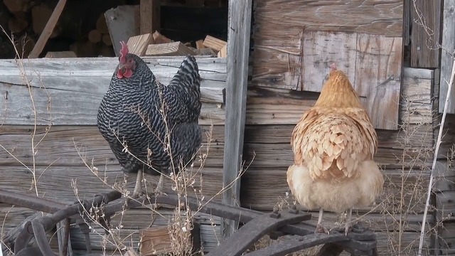КАКВО СЕ СЛУЧВА С ВАШЕТО ТЯЛО АКО ИЗЯЖДАТЕ НА ДЕН ПО ДВЕ ЯЙЦА