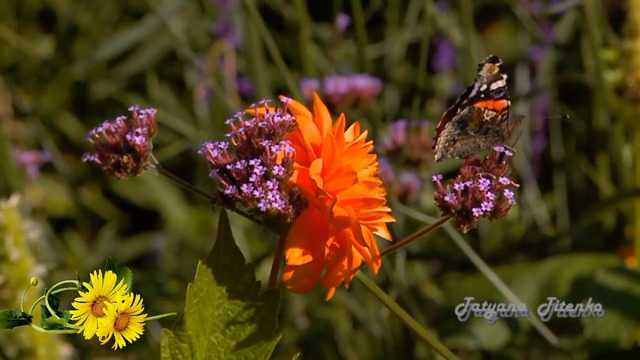 Пакует чемоданы Лето