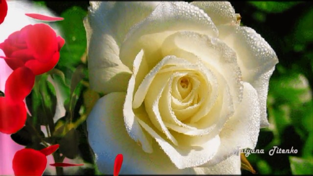 Милая моя, неповторимая!